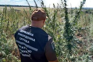 Пограничники и правоохранители уничтожили незаконную плантацию конопли