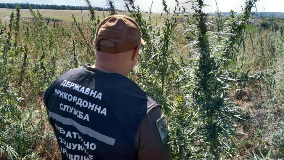 Пограничники и правоохранители уничтожили незаконную плантацию конопли