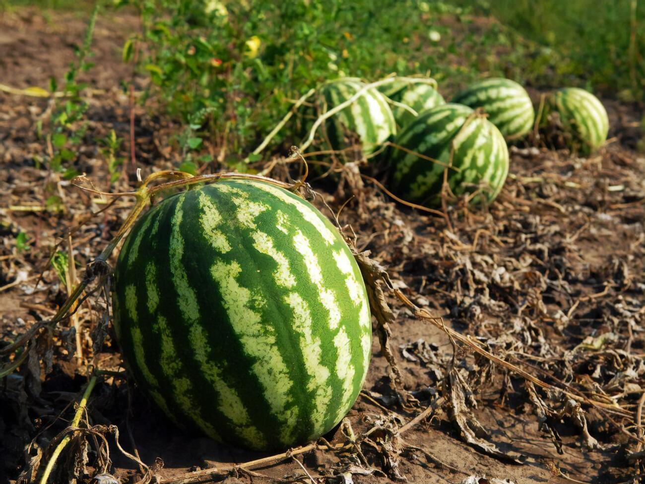 Частина врожаю кавунів залишилася на полі