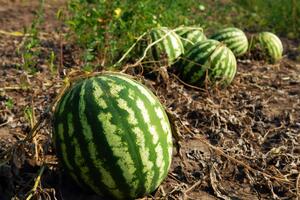 Часть урожая арбузов осталась на поле