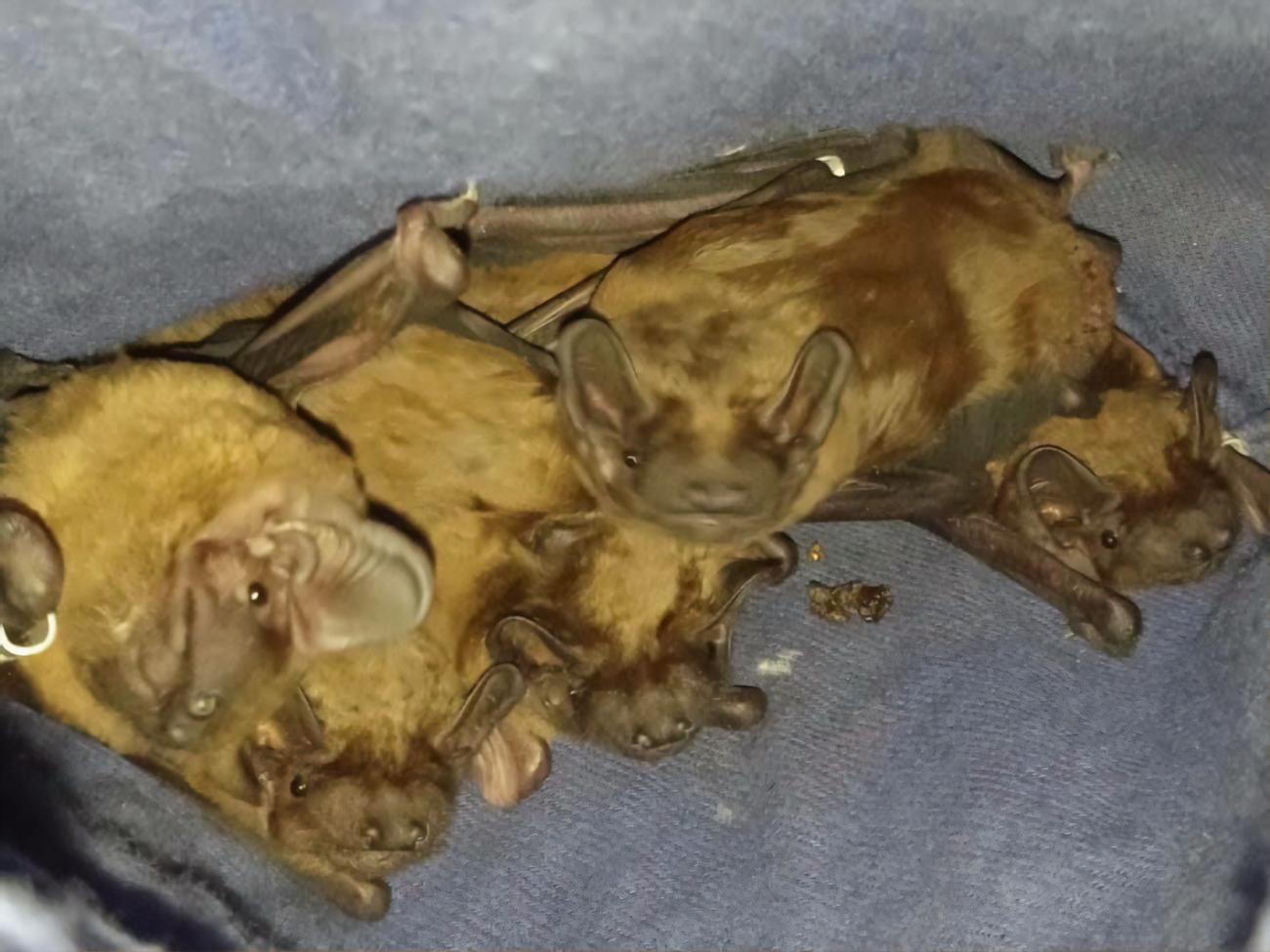 Летучие мыши сейчас мигрируют в поисках зимних укрытий, рассказали специалисты