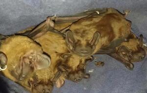 Летучие мыши сейчас мигрируют в поисках зимних укрытий, рассказали специалисты