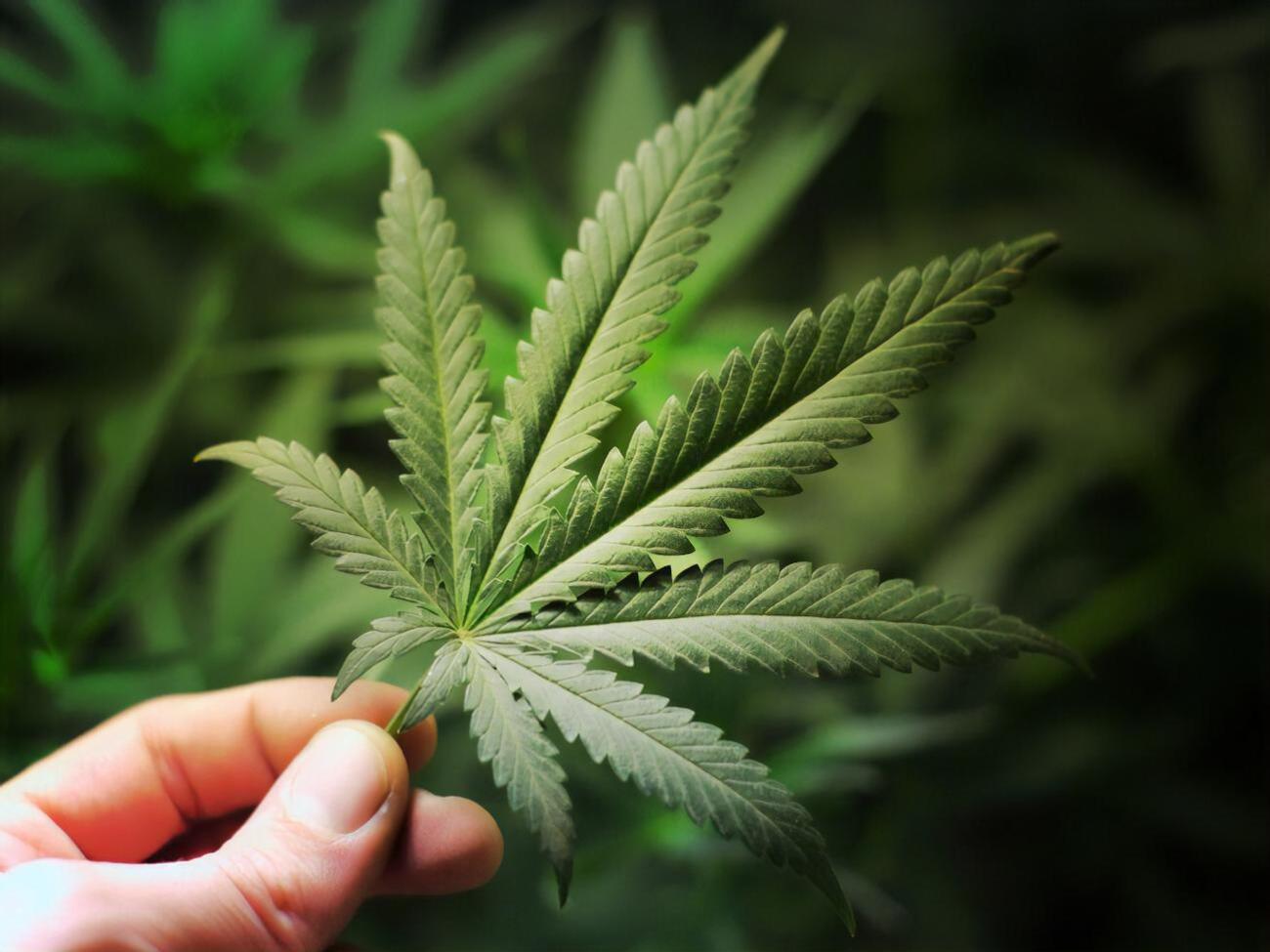 Медичну марихуану в Україні поки що не легалізовано