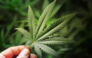 Медичну марихуану в Україні поки що не легалізовано