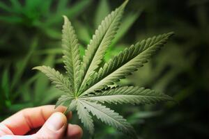 Медицинская марихуана в Украине пока не легализирована