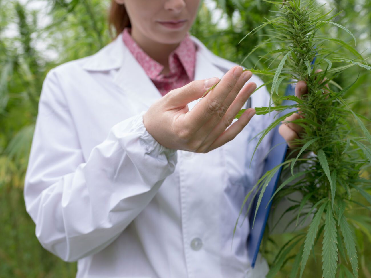 Канабіноїдні кислоти, що є у коноплі, запобігають проникненню SARS-CoV-2 у клітини