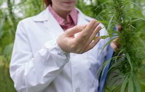 Каннабиноидные кислоты, содержащиеся в конопле, предотвращают проникновение SARS-CoV-2 в клетки