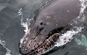 Хвости горбанів мають унікальний візерунок, як відбитки пальців у людини