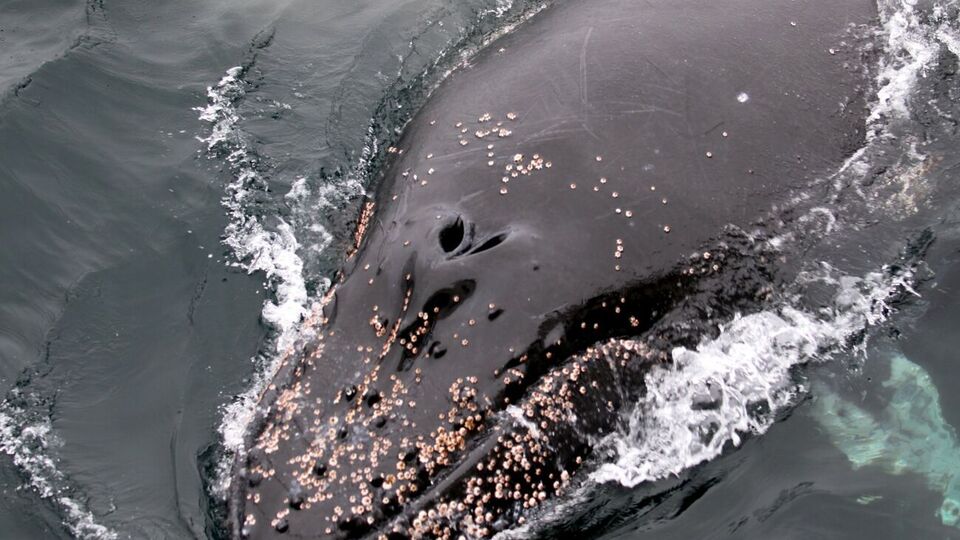 Хвости горбанів мають унікальний візерунок, як відбитки пальців у людини
