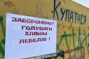 По мнению спасателей, птицы погибли из-за хлеба, который им приносят местные жители