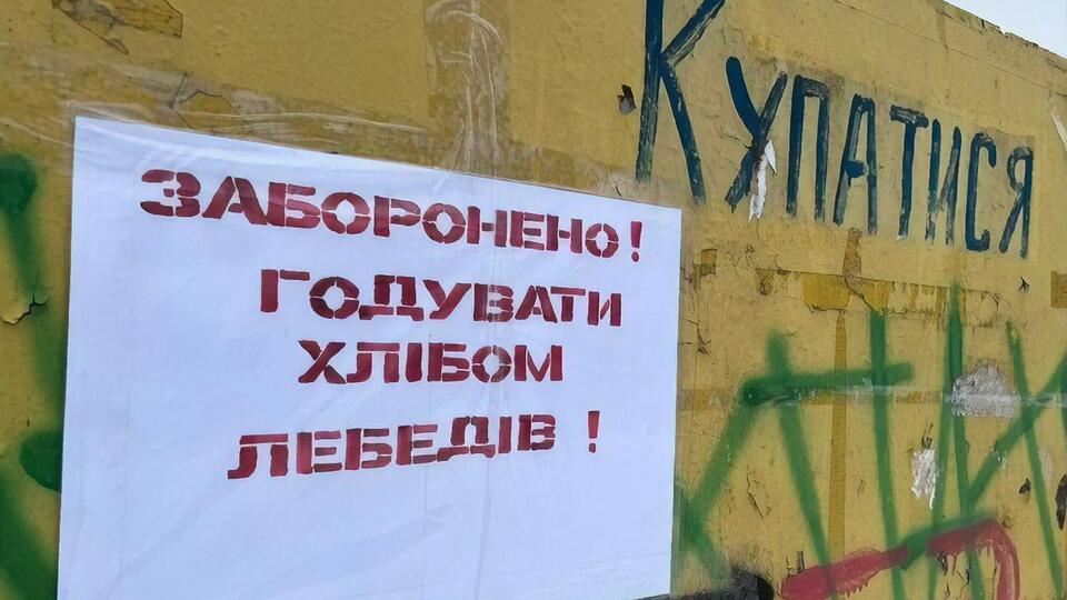 По мнению спасателей, птицы погибли из-за хлеба, который им приносят местные жители