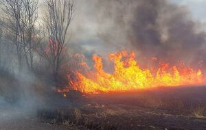 Пожар охватил территорию площадью 20 га