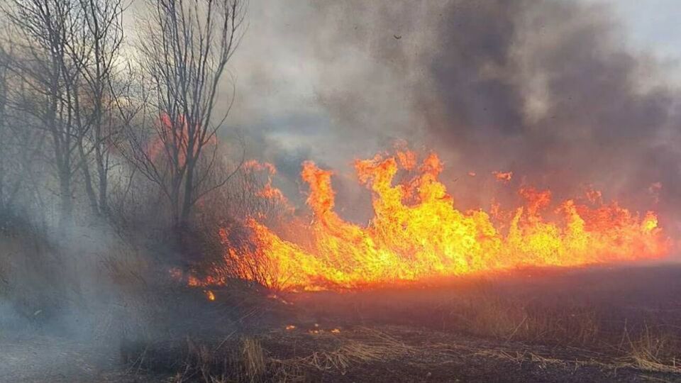 Пожар охватил территорию площадью 20 га