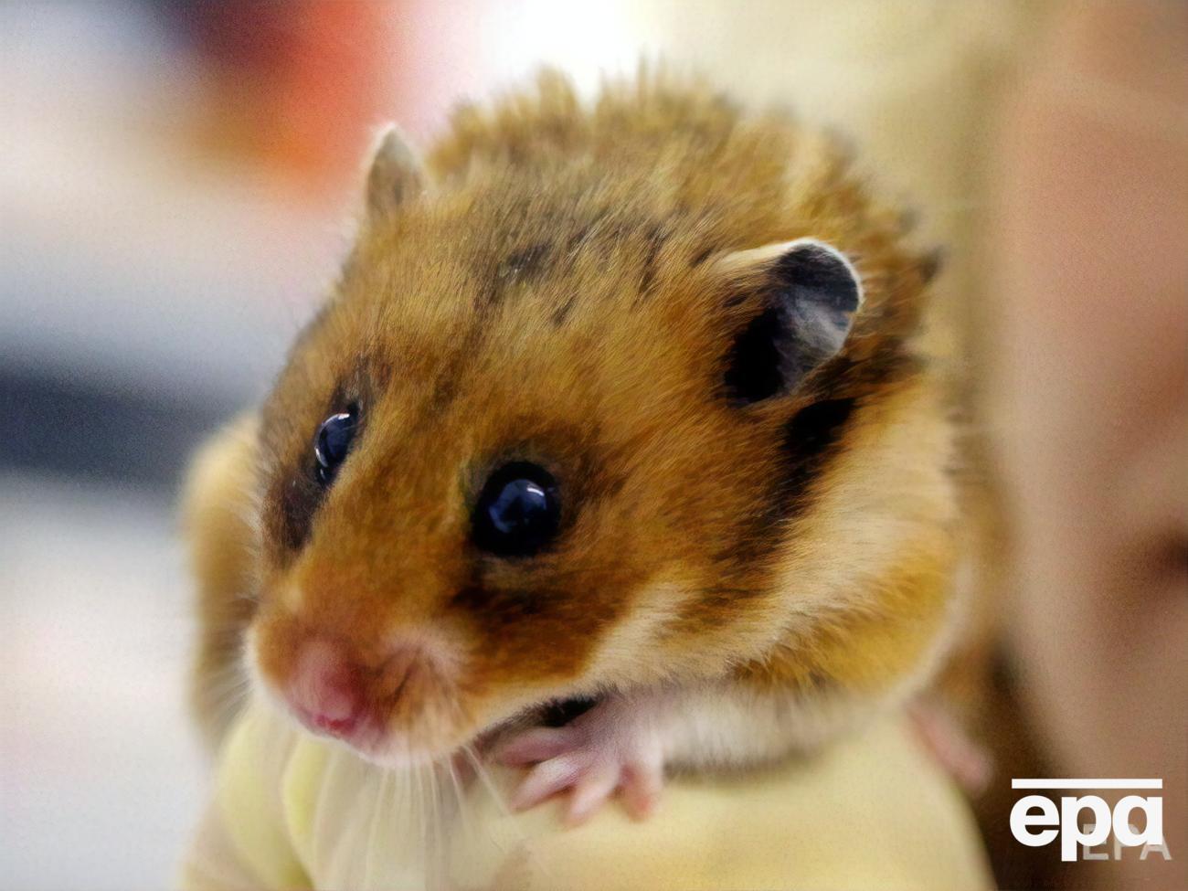 Гонконг запретил ввоз хомяков
