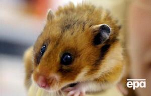 Гонконг запретил ввоз хомяков