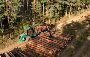 Верховная Рада приняла за основу законопроект №4197-д о рынке древесины в Украине