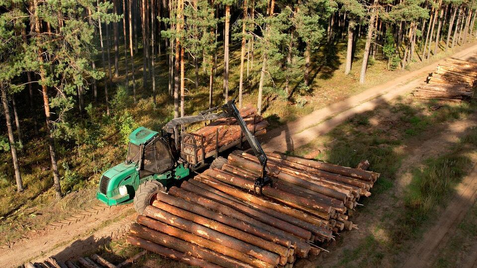 Верховная Рада приняла за основу законопроект №4197-д о рынке древесины в Украине