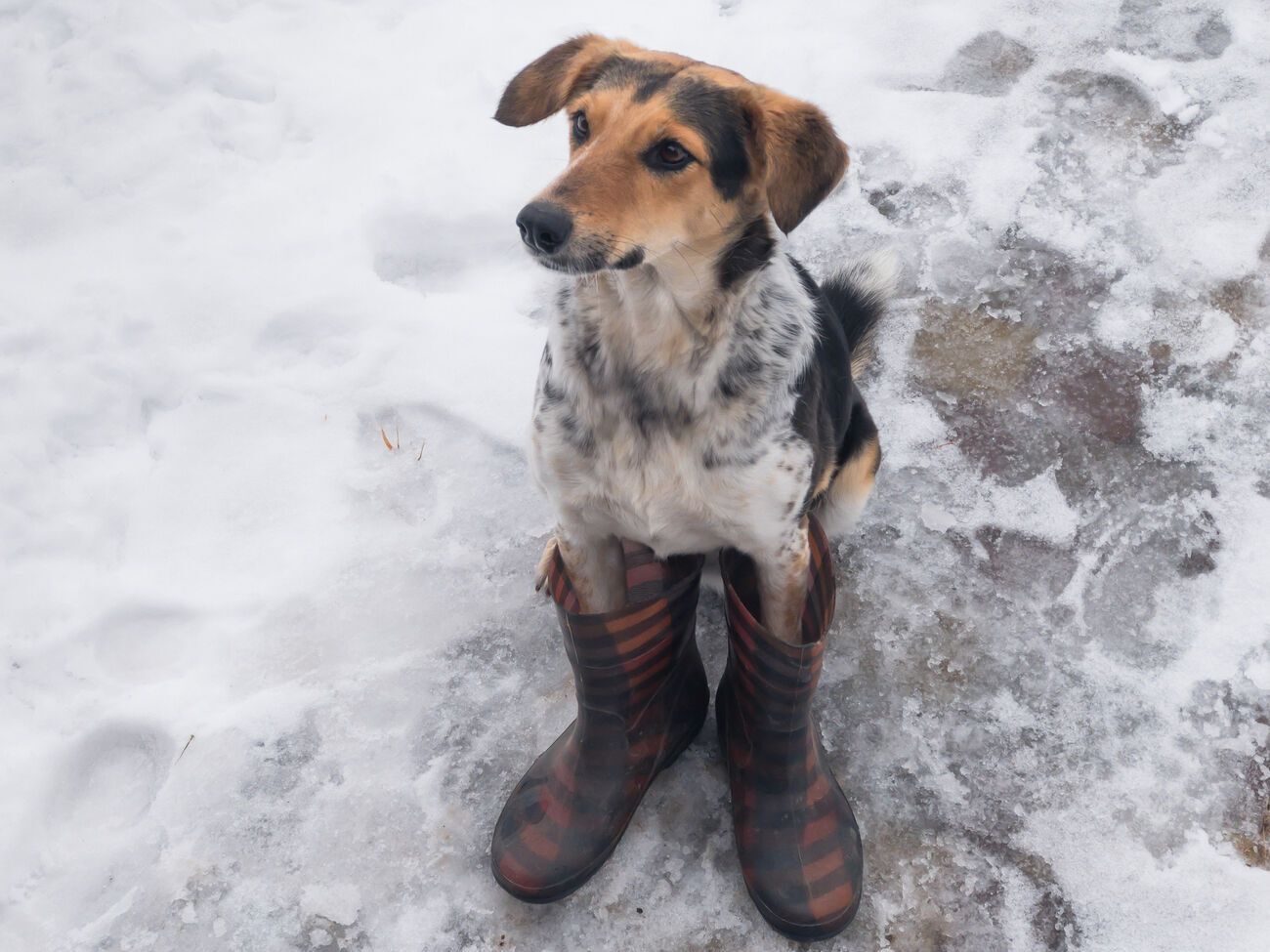 На початку тижня синоптики обіцяють мокрий сніг та ожеледь