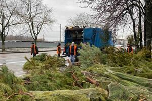 Коммунальные службы вывозили хвойные деревья, чтобы превратить их в удобрения