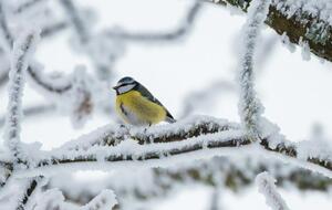 У всій країні 3 січня погіршиться погода, попередили рятувальники