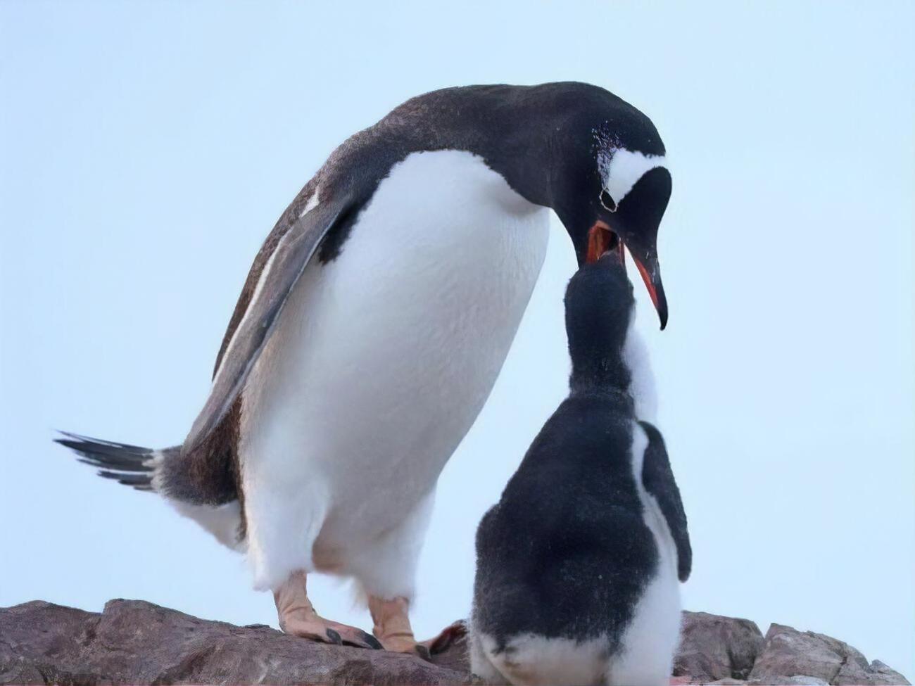 Размножение пингвинов в этом году происходило в сложных условиях, сообщили полярники