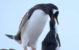 Размножение пингвинов в этом году происходило в сложных условиях, сообщили полярники