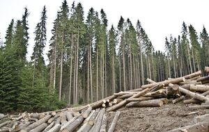 Украине нужно не отменять мораторий, а поддерживать как местных лесоводов, так и деревообработчиков, убежден глава ассоциации деревообработчиков и лесозаготовителей Львовской области