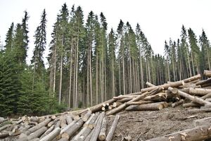 Україні потрібно не скасовувати мораторій, а підтримувати як місцевих лісівників, так і деревообробників, переконаний голова асоціації деревообробників та лісозаготівельників Львівської області