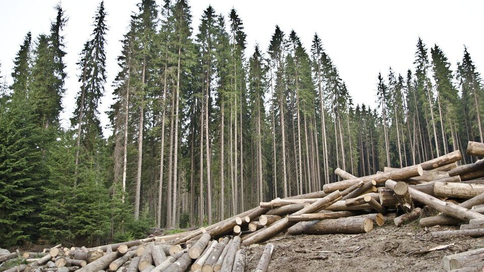 Украине нужно не отменять мораторий, а поддерживать как местных лесоводов, так и деревообработчиков, убежден глава ассоциации деревообработчиков и лесозаготовителей Львовской области