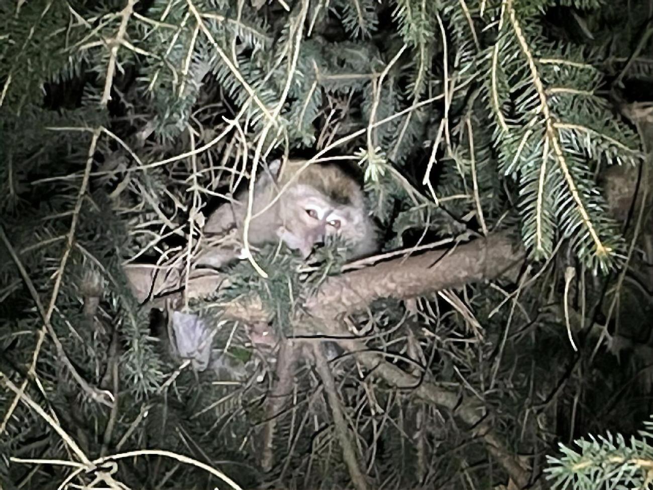 Продолжают ловить одну обезьяну