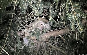 Продолжают ловить одну обезьяну