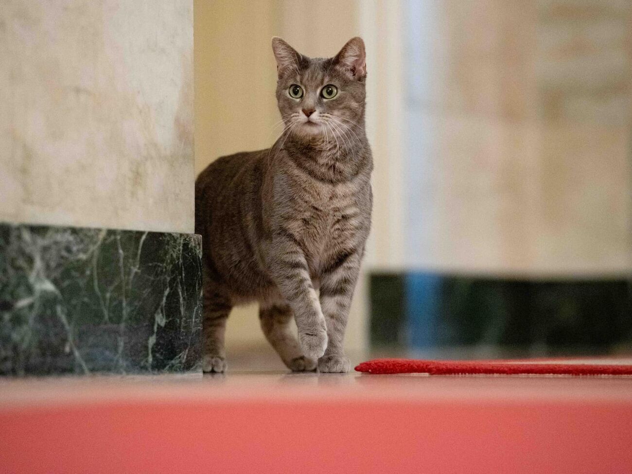 Кошка в Белом доме появилась впервые с 2009 года