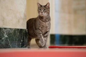 Кошка в Белом доме появилась впервые с 2009 года