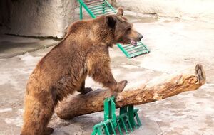 Хищник не тронул девочку, но она получила ушибы от падения с высоты, рассказали в зоопарке