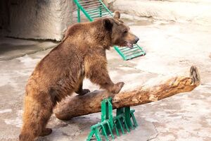 Хищник не тронул девочку, но она получила ушибы от падения с высоты, рассказали в зоопарке
