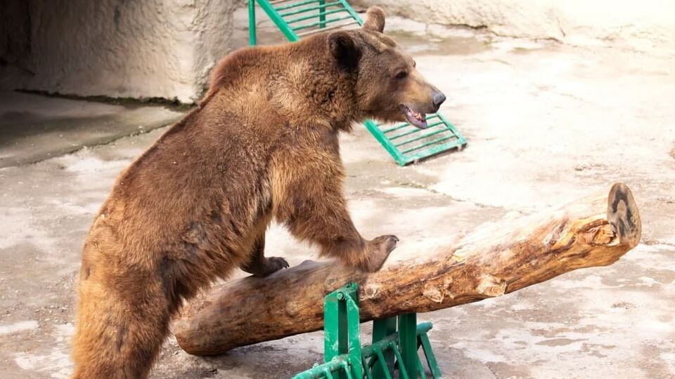 Хищник не тронул девочку, но она получила ушибы от падения с высоты, рассказали в зоопарке