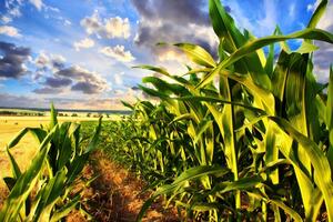 В 2021 году в Украине было заключено более 77,8 тыс. сделок в рамках рынка земли