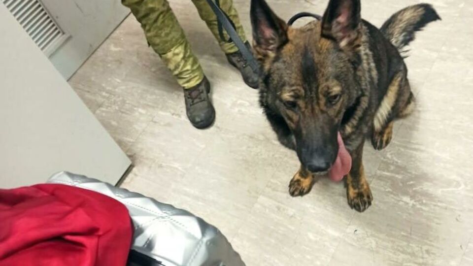 В багаже нашли таблетки Decancit SR, содержащие псевдоэфедрин