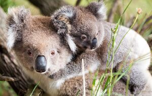 Коалы считаются уязвимым видом