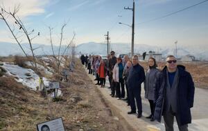 На аллее высадили 176 деревьев шелковицы