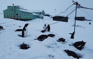 На Галиндезе живет несколько тысяч пингвинов