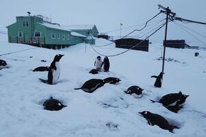 На Галиндезе живет несколько тысяч пингвинов
