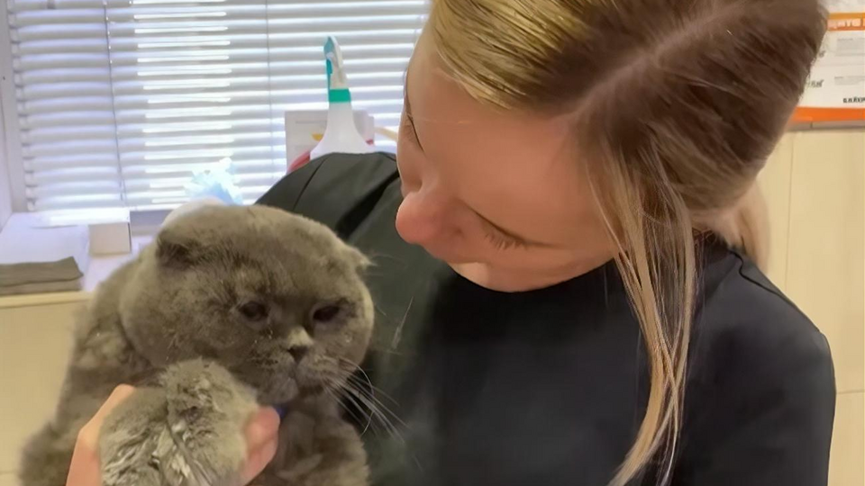 У кота не открывались глаза из-за порошка, а изо рта пахло стиральным средством