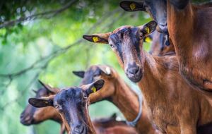 За поголів'ям кіз на фермі спостерігають фахівці, тварини клінічно здорові