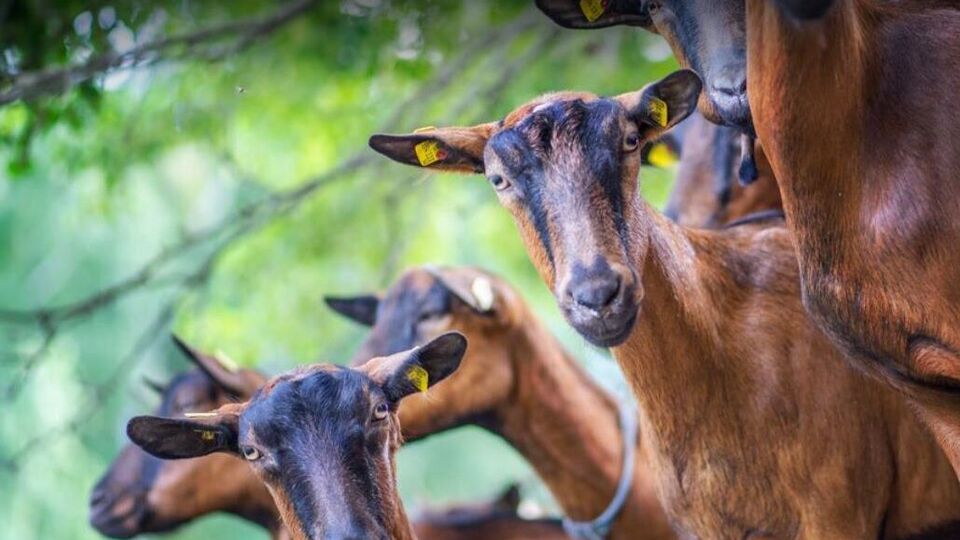 За поголів'ям кіз на фермі спостерігають фахівці, тварини клінічно здорові