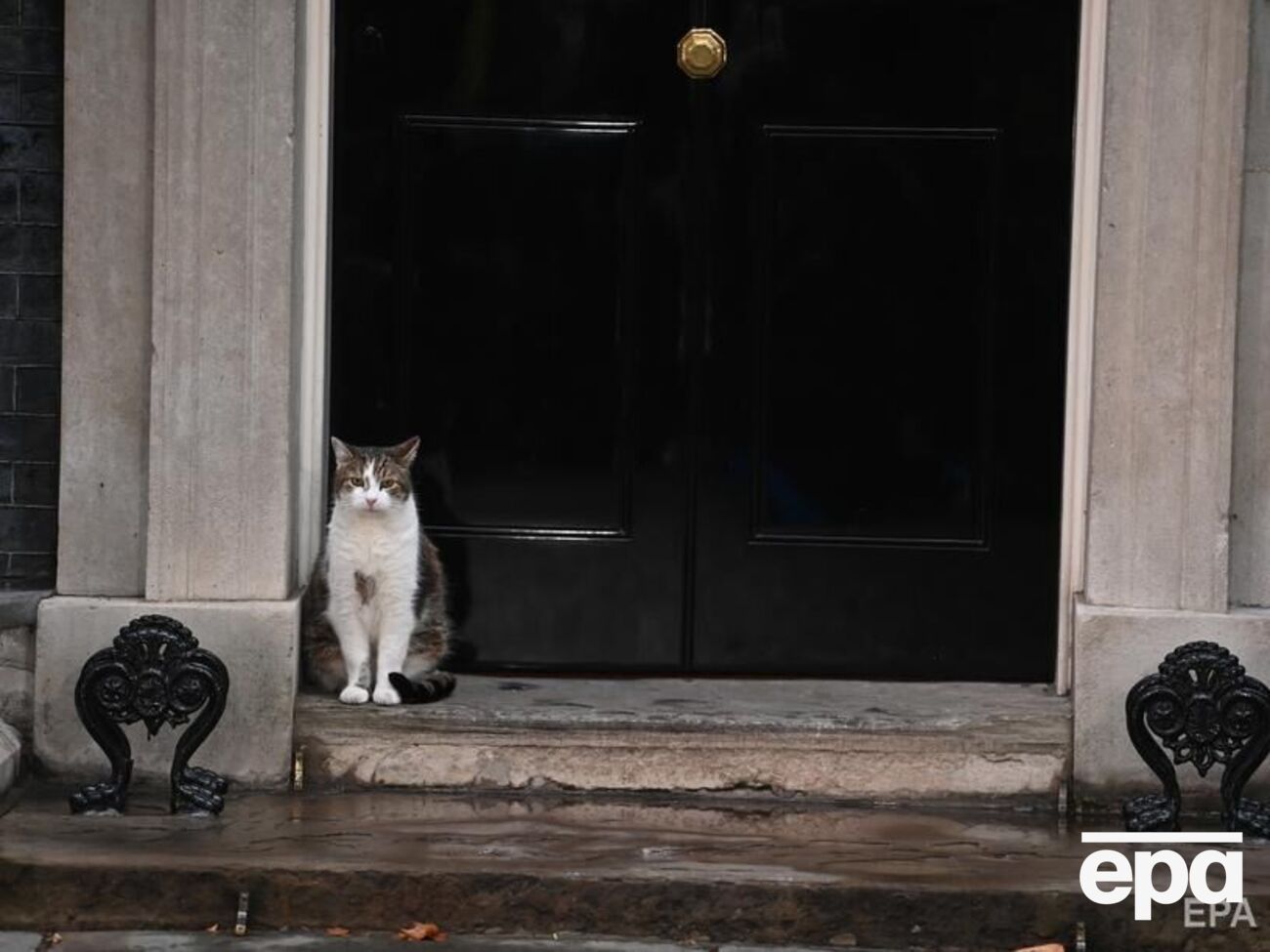 Ларри живет на Даунинг-стрит с 2011 года