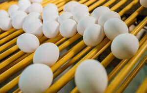 В АМКУ вважають, що за останні три місяці вартість яєць зросла на 54%