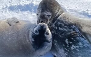 Полярники на украинской антарктической станции показали, как растут тюленята. Фоторепортаж