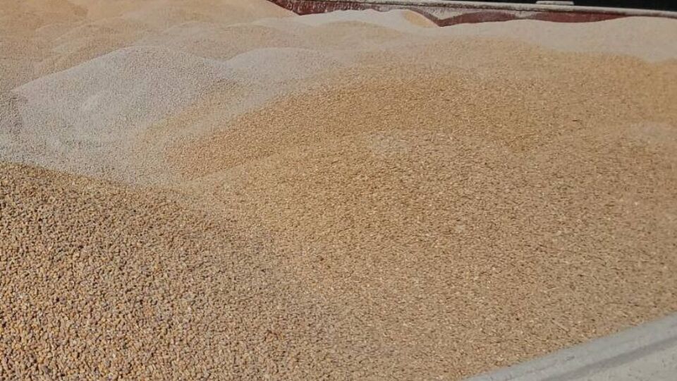 Розслідувачі відстежили десятки рейсів суден із зерном