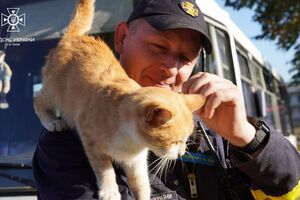 Киевские спасатели забрали кота Изюма с собой в столицу
